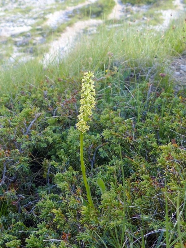 Pseudorchis albida var.tricuspis e Nigritella widderi - Gran Sasso luglio 2017